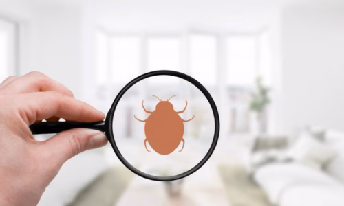 Bed Bugs in Japan: Rental Tips to Avoid These Unwanted Guests