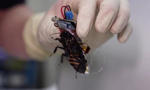 Cockroaches in Japan Key Facts Before Moving
